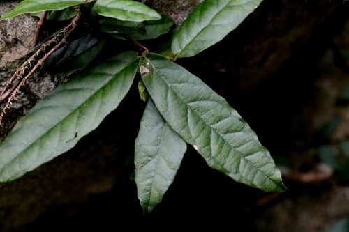 Hydrangea tomentella