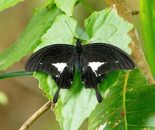 Papilio antonio