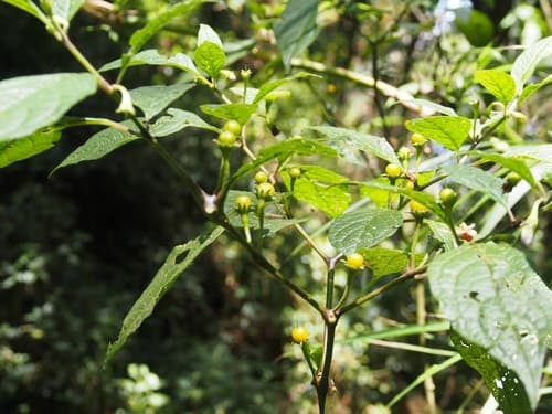 Lycianthes beckneriana