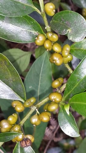 Kaliphora madagascariensis