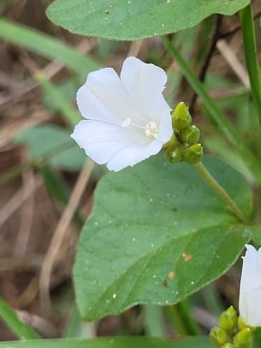 Jacquemontia spiciflora