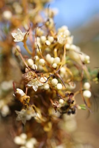 Cuscuta gerrardii