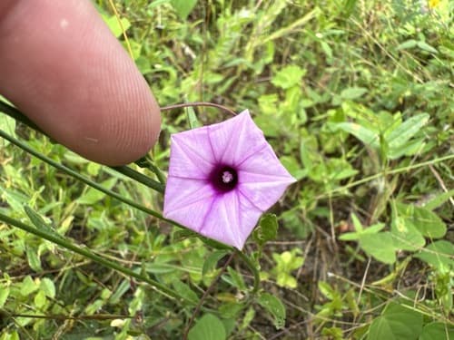 Ipomoea chiquitensis
