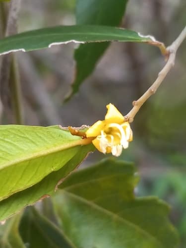 Coeloneurum ferrugineum