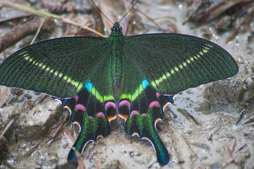Krishna Peacock (Hypothetical Plant)