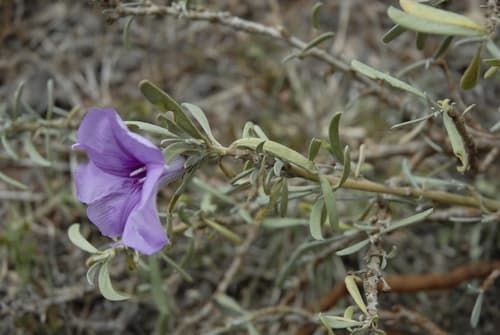 Cladostigma hildebrandtioides