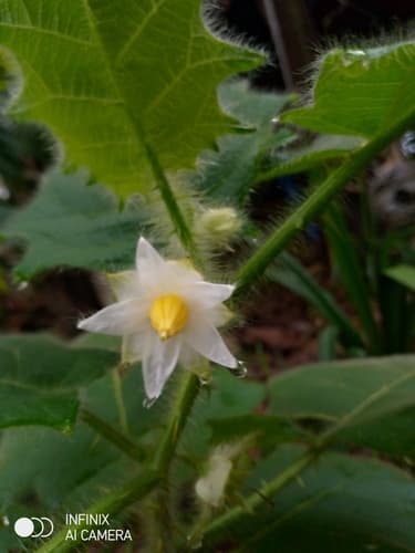 Solanum pectinatum