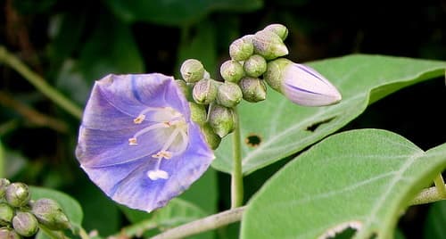 Jacquemontia glaucescens