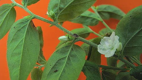 Evolvulus latifolius