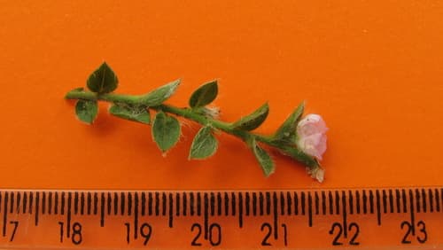 Evolvulus gnaphalioides