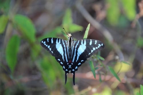 Cuban Kite Swallowtail