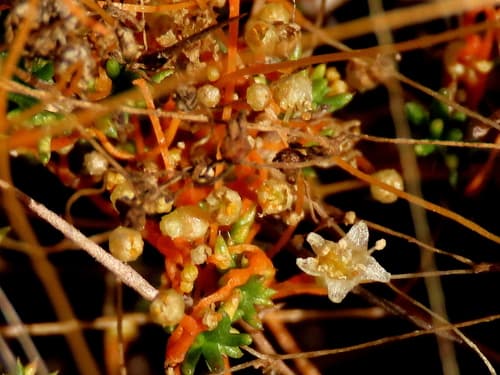 Warty Dodder