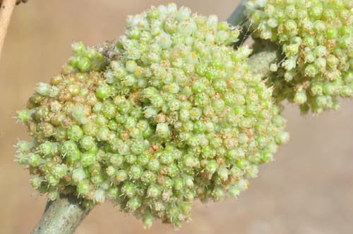 Cuscuta globosa