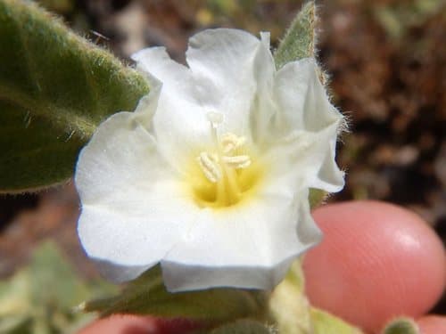Bonamia fruticosa