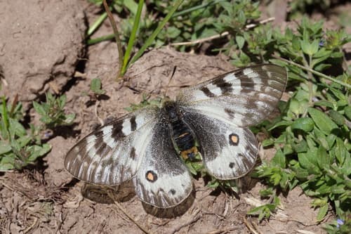 Parnassius staudingeri