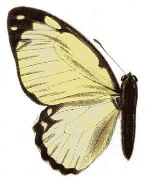 White Graphium