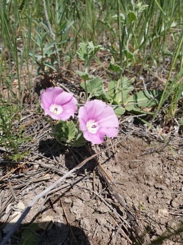 Convolvulus galaticus