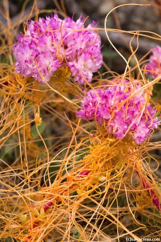 Mountain Dodder