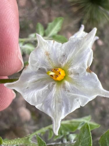 Solanum edinense