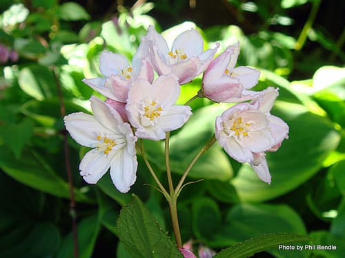 Deutzia discolor