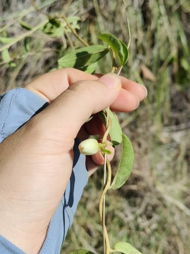 Argyreia convolvuloides