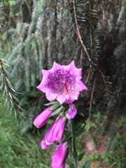 Foxglove