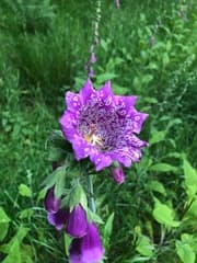 Foxglove