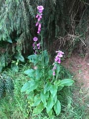 Foxglove