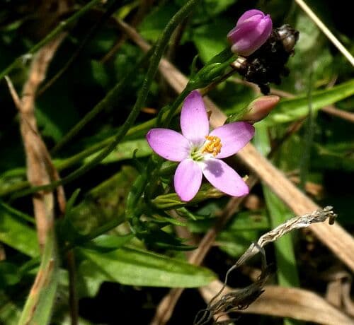 Centaury