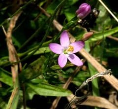 Centaury