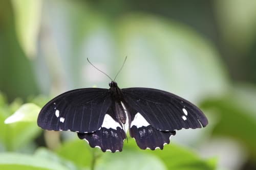 Papilio gambrisius