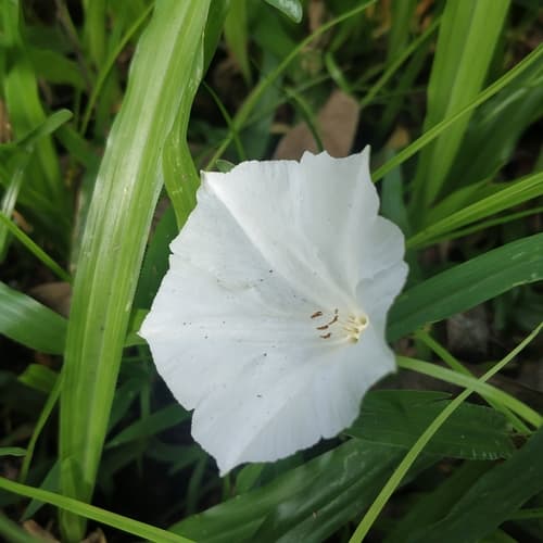 Tridynamia megalantha