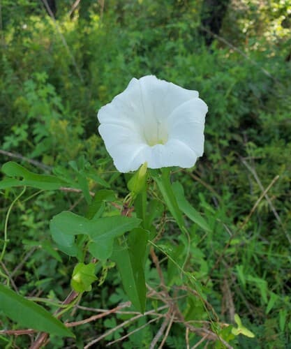 Calystegia binghamiae