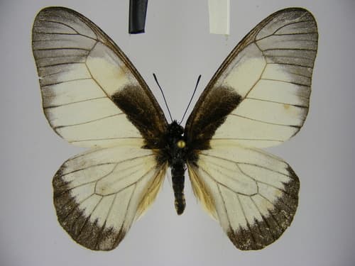 Milky Graphium