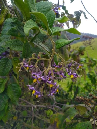 Solanum aureum