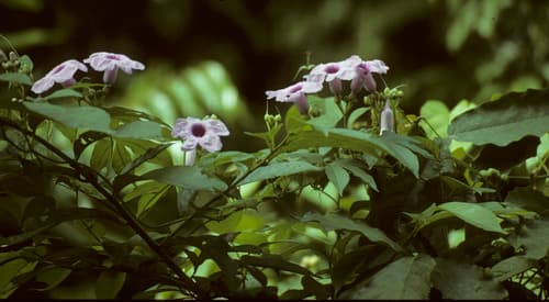 Forest Morning Glory