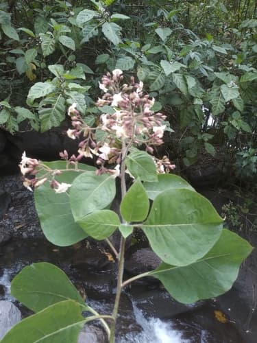 Nicotiana wigandioides