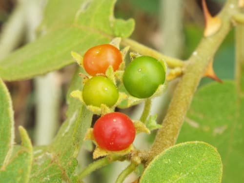 Solanum dasyanthum