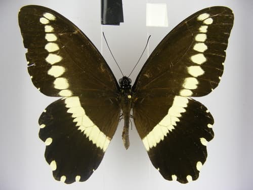 Narrow-banded Swallowtail