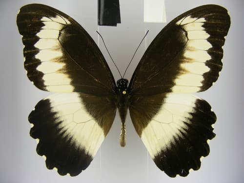 Papilio mechowianus