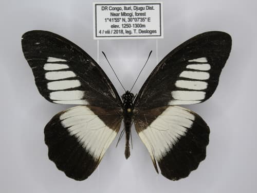 Mountain Mimetic Swallowtail