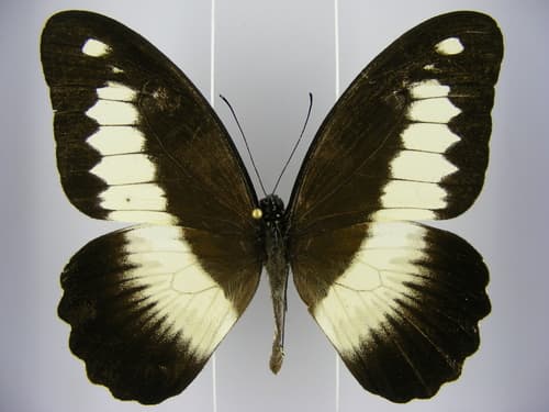 Zenobia Swallowtail