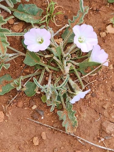Convolvulus recurvatus