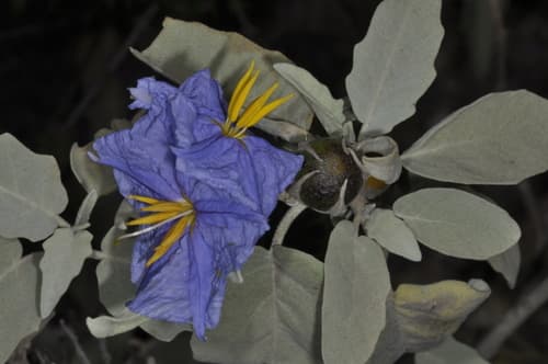 Solanum mortonii