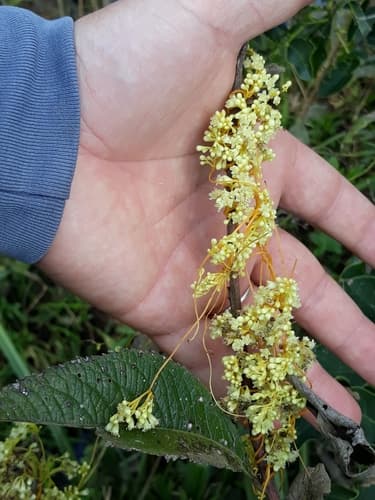 Cuscuta xanthochortos