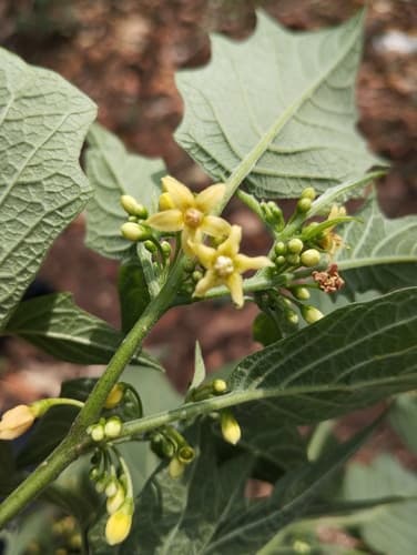 Witheringia stramoniifolia