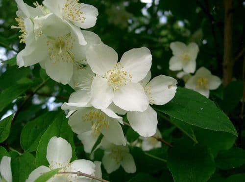 Philadelphus satsumi