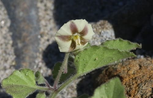 San Diego Groundcherry
