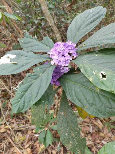 Brunfelsia hydrangeiformis