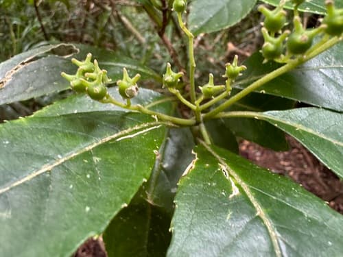 Hydrangea yayeyamensis